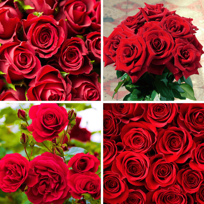 Fertilizante para Rosas Trepadeiras - Jardim das Rosas